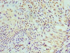 MCM7 Antibody (aa360-719)