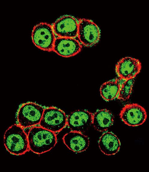 SMAD3 Antibody (phospho-Ser208)