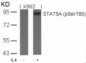 STAT5A Antibody