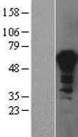 PPIL4 Protein (Over-Expression Lysate Myc-DDK (Flag))