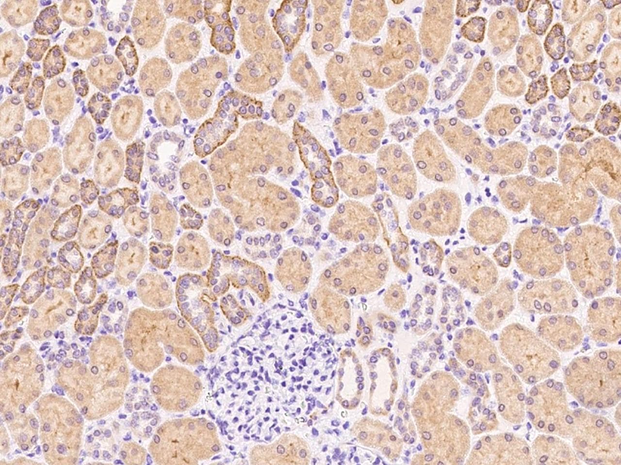 P2RY6 / P2Y6 Antibody (Preservative Free)