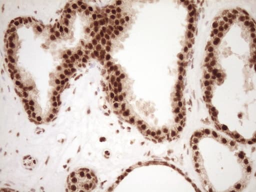 NUDT21 Antibody (aa2-227, clone OTI5B3)