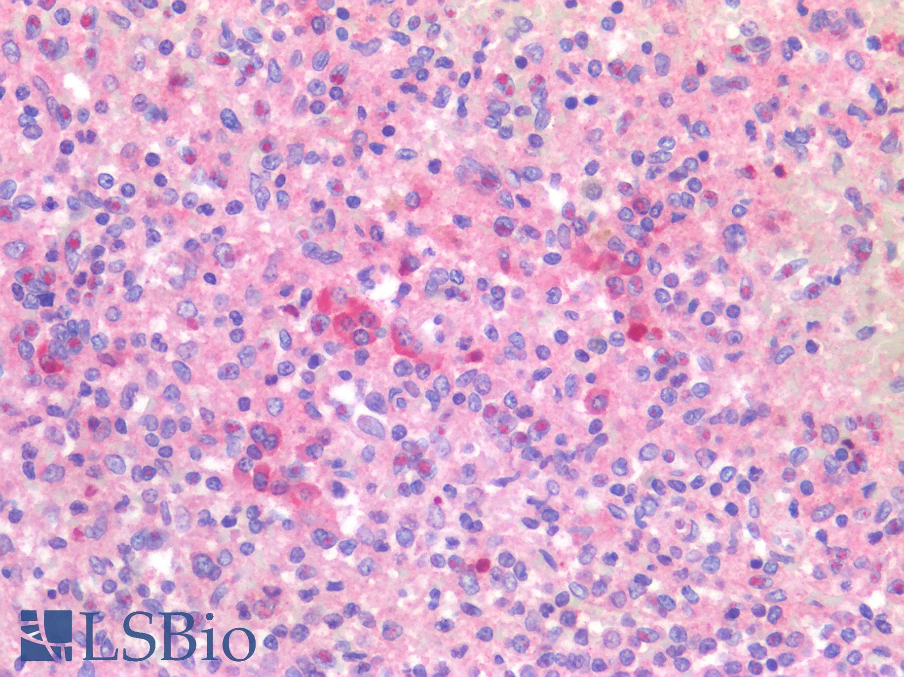 IHC-plus™ CD40 Antibody