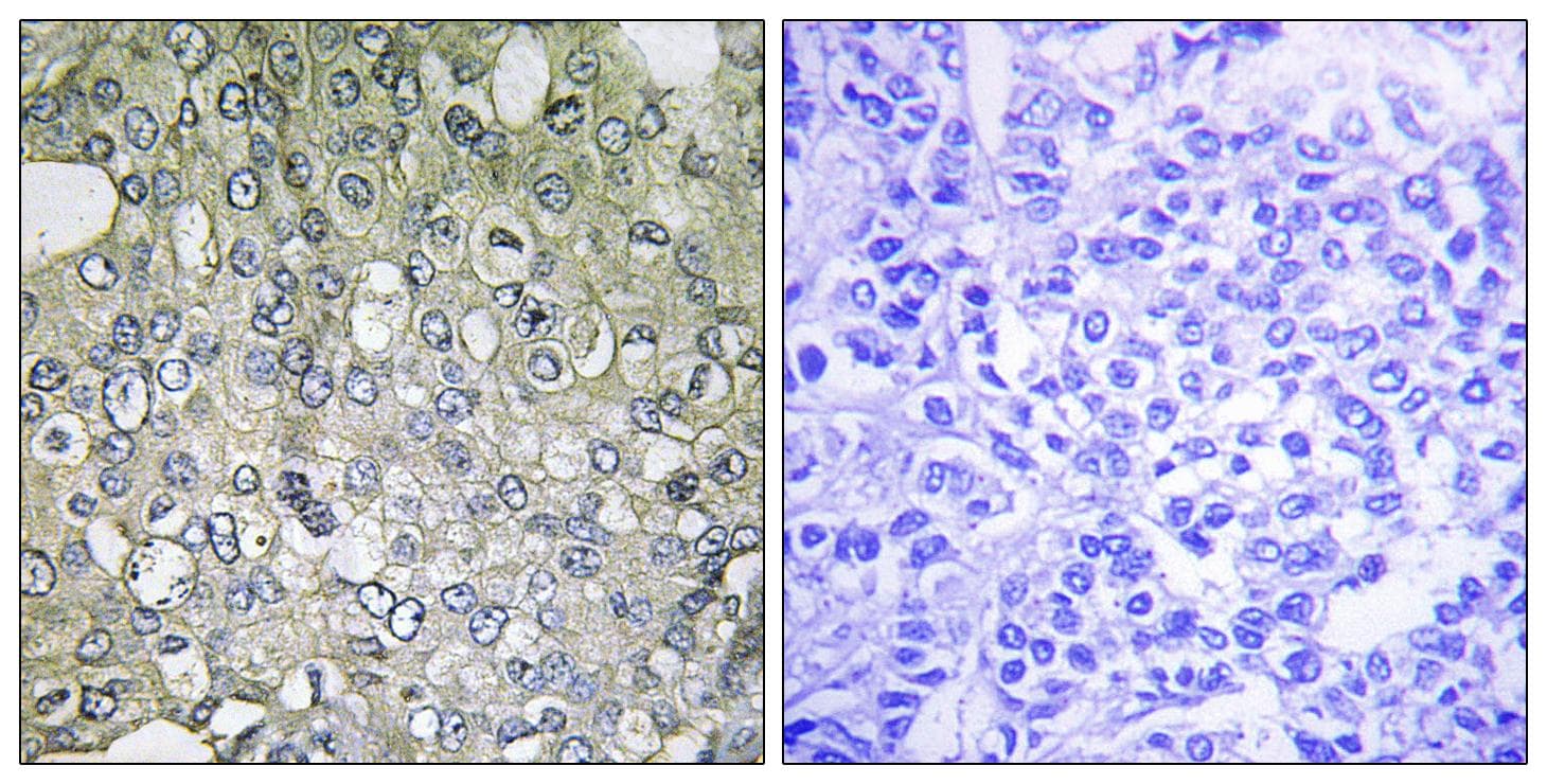 ADRA1D / Adrenoceptor alpha 1D Antibody
