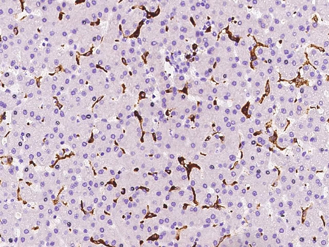 HLA-DR Antibody (Preservative Free)