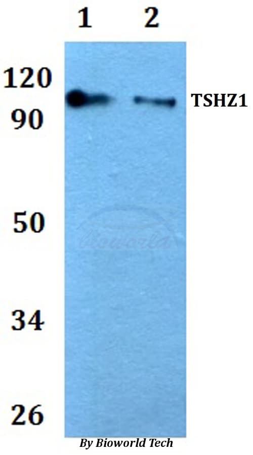 TSHZ1 Antibody