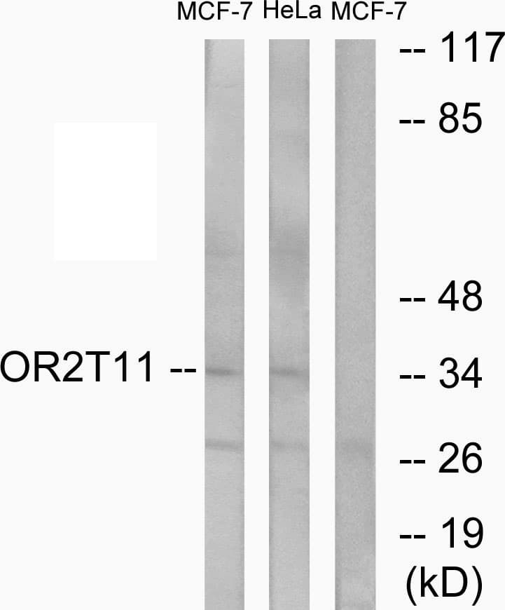 Polyclonal Rabbit anti-Human OR2T11 Antibody (aa51-100, IF, WB)