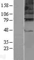 GABRG3 Protein (Over-Expression Lysate Myc-DDK (Flag))