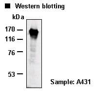 EGFR Antibody (clone 6F1)