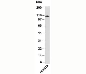 IPO9 / Importin 9 Antibody (C-Terminus)