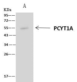 PCYT1A / CCT Alpha Antibody