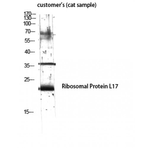 Polyclonal Rabbit anti-Human RPL17 / Ribosomal Protein L17 Antibody (70-150 aa, Internal, IHC, WB)