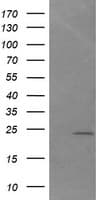 DAND5 Antibody (clone OTI3D4)