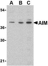 IHC-plus™ AIM / CD5L Antibody (N-Terminus)