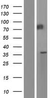 MEP1B Protein (Over-Expression Lysate Myc-DDK (Flag))
