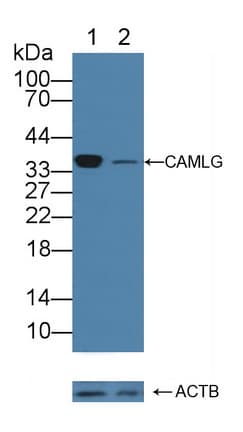 Polyclonal Rabbit anti-Human CAMLG / CAML Antibody (aa19-184, WB)