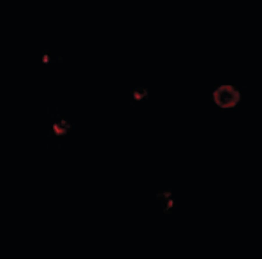 IHC-plus™ Polyclonal Rabbit anti-Human IL27RA Antibody (IHC, IF, WB)