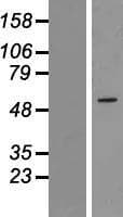 ZNF230 Protein (Over-Expression Lysate Myc-DDK (Flag))