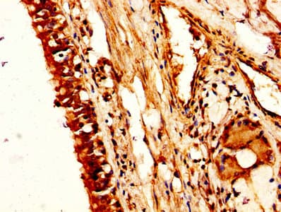 NUCB2 / Nucleobindin 2 Antibody