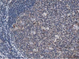 DNAJA2 Antibody (clone OTI3A10)
