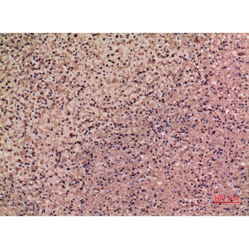 IL28 Antibody (131-180 aa, C-terminal)