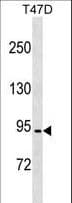 CCDC66 Antibody (aa690-719)