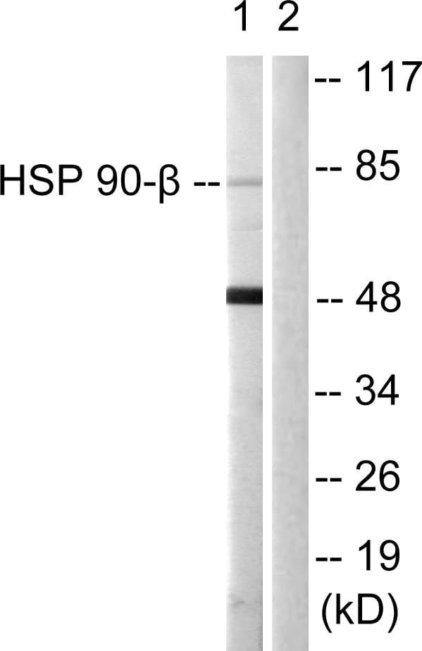 Polyclonal Rabbit anti-Human HSP90AB1 / HSP90 Alpha B1 Antibody (aa201-250, IF, WB)