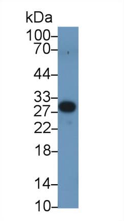 PEX2 / PAF-1 Antibody (aa28-118, APC)