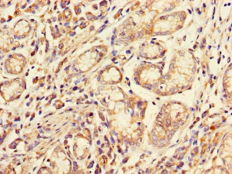 CD32A Antibody