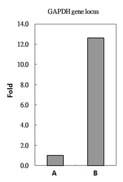 H2AFZ / H2A.z Antibody (C-Terminus)