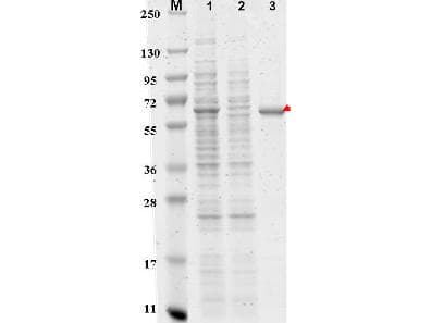 Monoclonal Mouse DYKDDDDK Tag Antibody (clone 29E4.G7, Agarose, WB)
