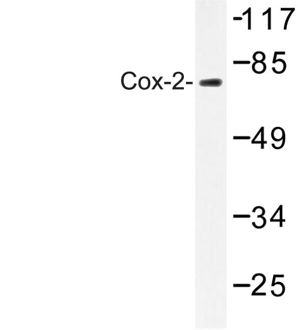 PTGS2 / COX2 / COX-2 Antibody (Thr594)