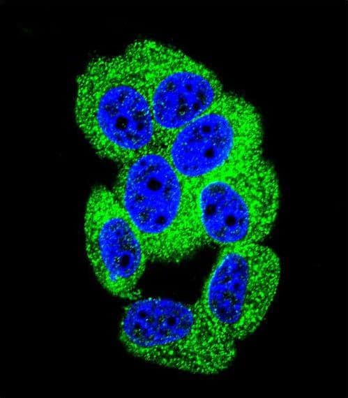 PCDH20 Antibody (aa445-472)