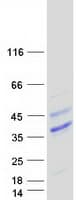 Human FLT3LG / Flt3 Ligand Protein (Recombinant Myc-DDK (Flag))