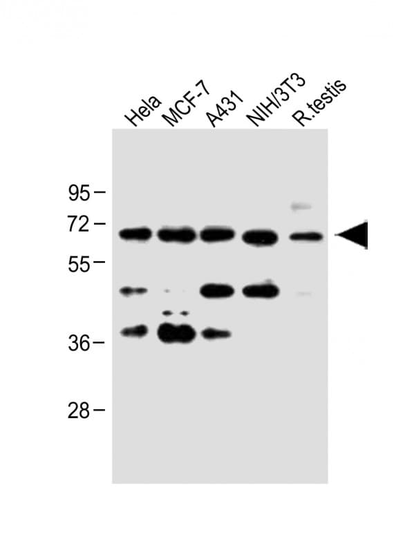 CDC25A Antibody