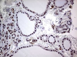 USP44 Antibody (aa420-712, clone OTI1D1)