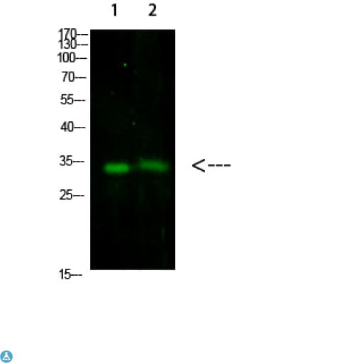 TNFAIP8L3 Antibody