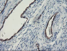 PECAM-1 / CD31 Antibody (clone OTI3G4)
