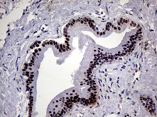 ELF3 / ESE1 Antibody (aa175-286, clone OTI6G6)