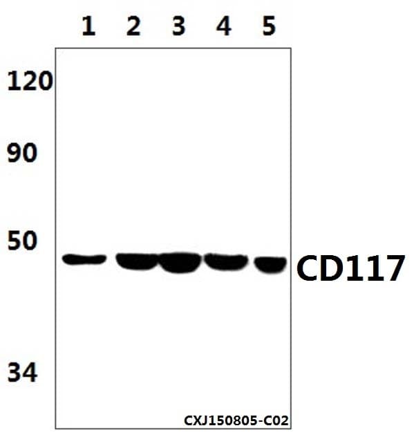 Monoclonal Mouse anti-Human c-Kit / CD117 Antibody (WB)