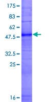 Human OR12D3 Protein (Recombinant GST)