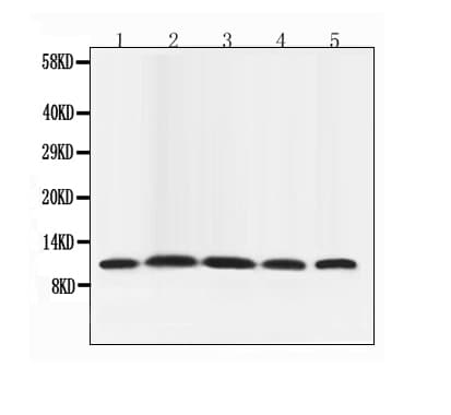 Polyclonal Rabbit anti-Human NEDD8 Antibody (IHC, WB)