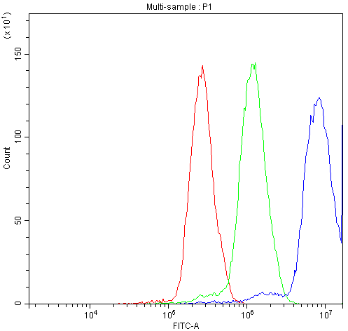 NFAT4 / NFATC3 Antibody