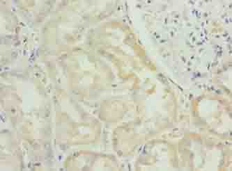 FAM122B Antibody