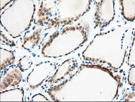 KSP32 / MIOX Antibody (clone OTI4G7, Carrier-free)