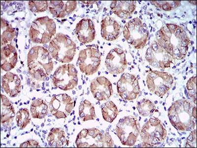 CA9 / Carbonic Anhydrase IX Antibody (aa37-186, clone 7C4A5)