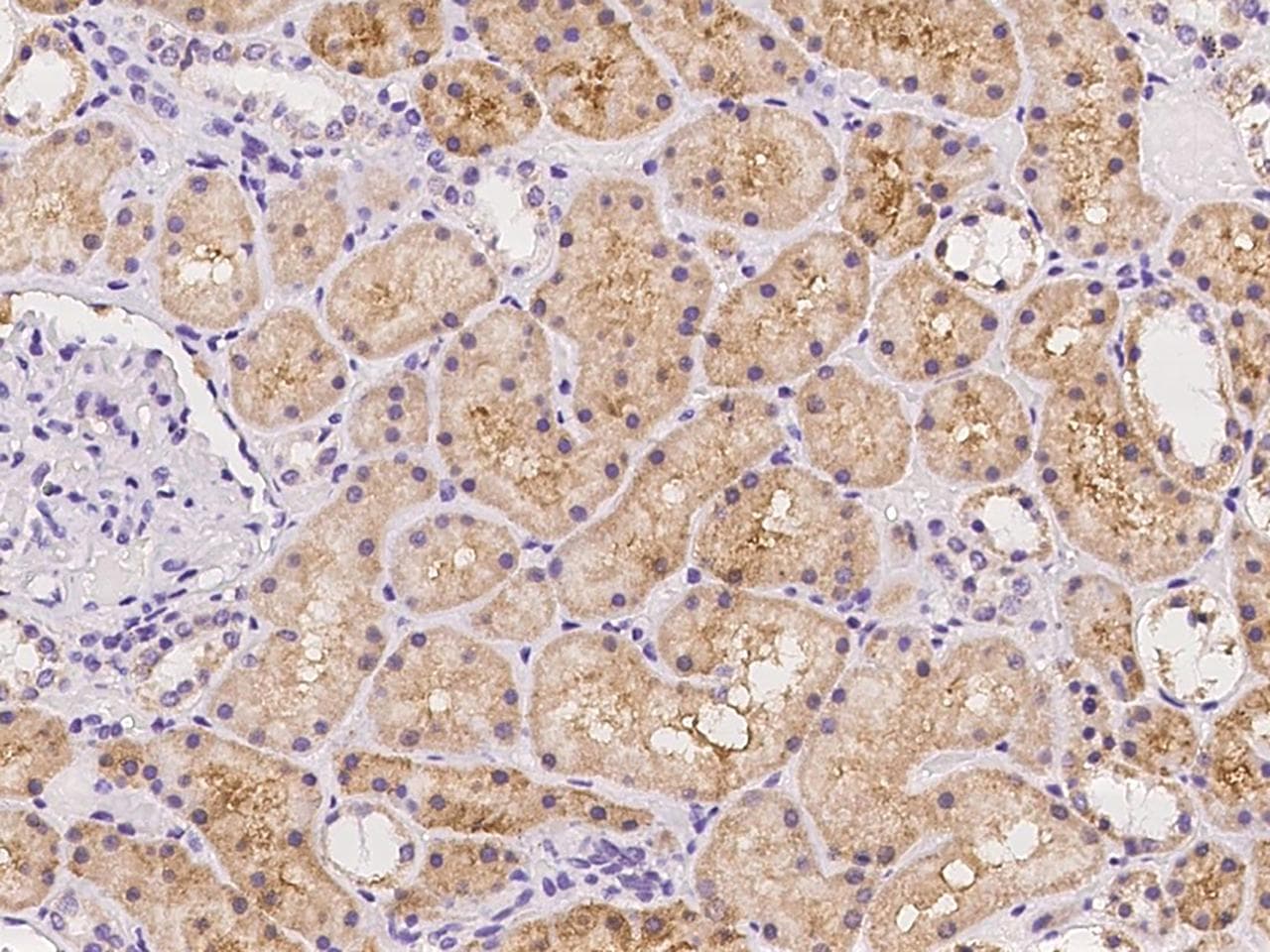 ZSCAN22 Antibody