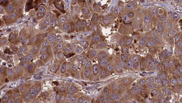 AMICA / JAML Antibody