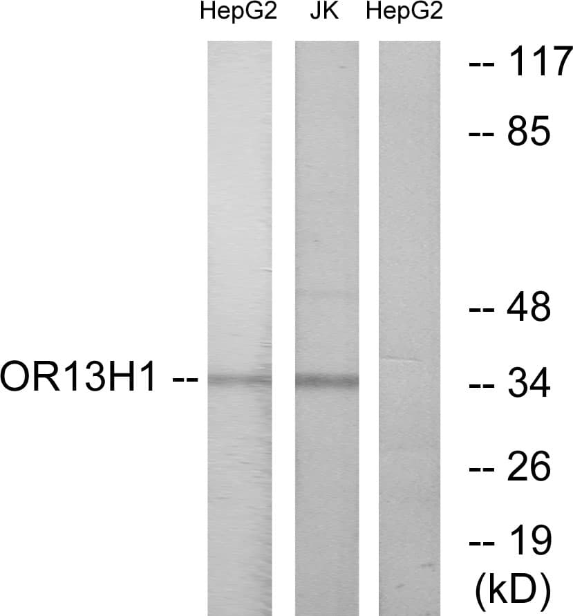 Polyclonal Rabbit anti-Human OR13H1 Antibody (aa241-290, WB)