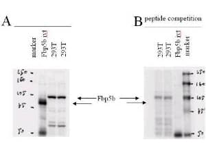 IHC-plus™ EMI2 / FBXO43 Antibody